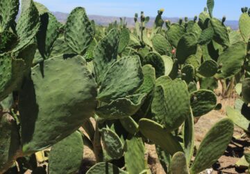 APOYARÁ AGRICULTURA ESTABLECIMIENTO DE VIVEROS DE NOPAL FORRAJERO EN ZACATECAS