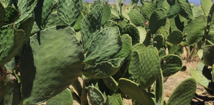 APOYARÁ AGRICULTURA ESTABLECIMIENTO DE VIVEROS DE NOPAL FORRAJERO EN ZACATECAS