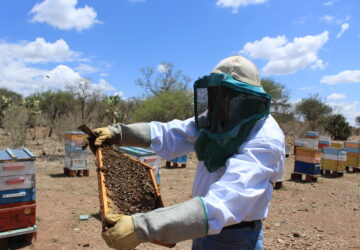 DESTINÓ AGRICULTURA 643.7 MDP PARA PRODUCTORES DE GRANOS BÁSICOS, CHÍA Y MIEL EN ZACATECAS