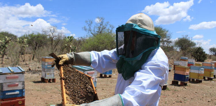 DESTINÓ AGRICULTURA 643.7 MDP PARA PRODUCTORES DE GRANOS BÁSICOS, CHÍA Y MIEL EN ZACATECAS