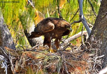 COLABORAN ZACATECAS Y JALISCO EN LA CONSERVACIÓN DEL ÁGUILA REAL