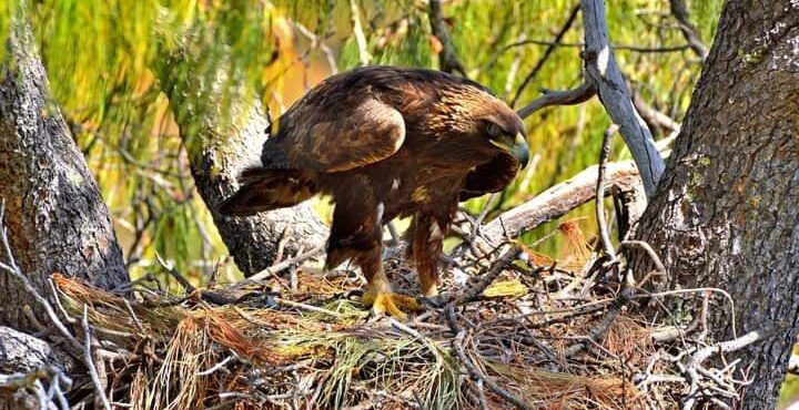 COLABORAN ZACATECAS Y JALISCO EN LA CONSERVACIÓN DEL ÁGUILA REAL