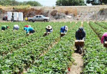 EL PTAT REGISTRA UN AVANCE DE 62.7% EN SU META ANUAL Y CONFIRMA LA LLEGADA A CANADÁ DE 16,600 TRABAJADORES