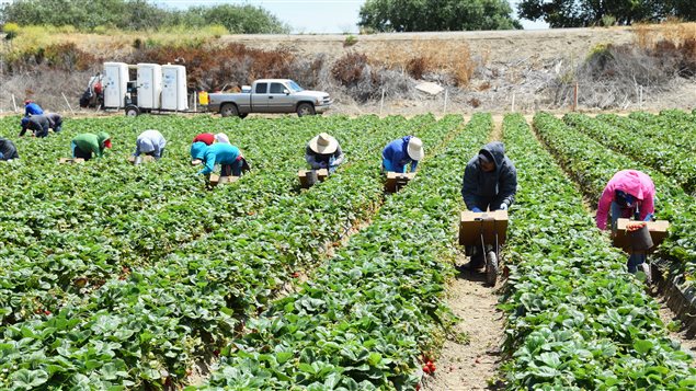 EL PTAT REGISTRA UN AVANCE DE 62.7% EN SU META ANUAL Y CONFIRMA LA LLEGADA A CANADÁ DE 16,600 TRABAJADORES EL PTAT REGISTRA UN AVANCE DE 62.7% EN SU META ANUAL Y CONFIRMA LA LLEGADA A CANADÁ DE 16,600 TRABAJADORES